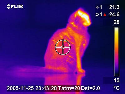 Endless Chaos: The Surprising Rhythms Of Entropy — A cat is glowing under a thermal camera, showing that it is giving off body heat to the environment.
