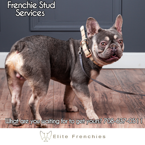 Frenchie sales stud service