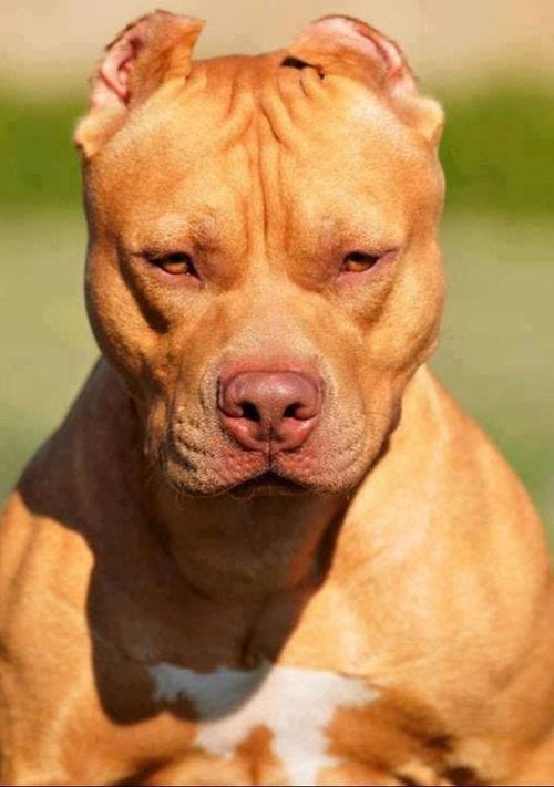 pitbull red nose fight