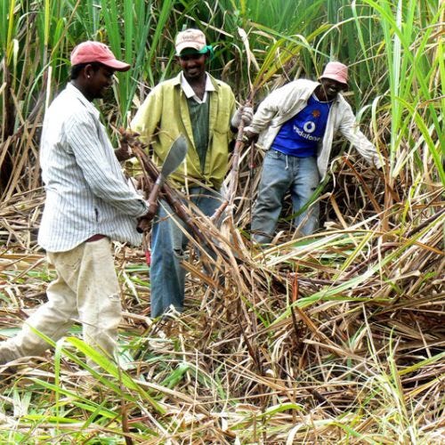 Muzaffarnagar farmers stage protest demanding increase in sugarcane price