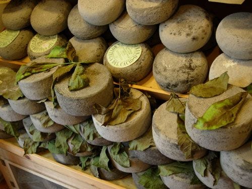 Maturus, Fucus, Siccatus, Sauvis and Rubens — An illustrious Group of Italian Cheese