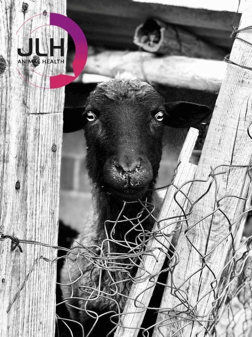 Welcome to JLH - JLH Animal Health Belgium - Medium