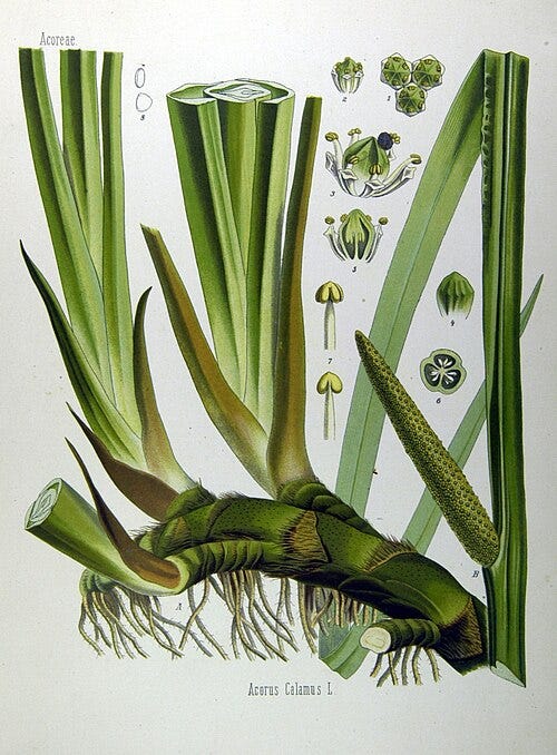 Acorus Calamus (1887) by Hermann Adolf Köhler (1834–1879) Wikimedia Commons Image License
