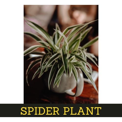 7 low-maintenance Interior plants Spider Plant 7 low-maintenance Interior plants Spider Plant