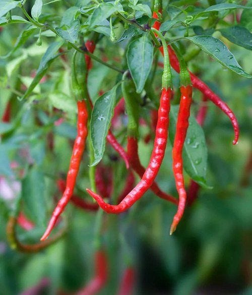 Cabai Keriting: “Cayenne Pepper”