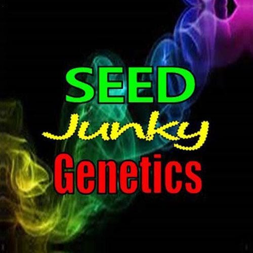 Gage Green Genetics Alexandra Behette Medium