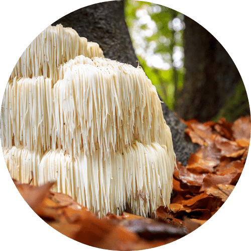 Lion’s Mane mushrooms improved nerve growth and memory by fabien