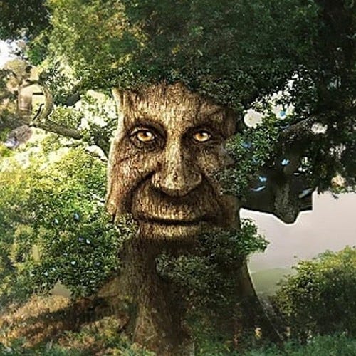 I found Wise Mystical Tree in real life (real) : r/wisemysticaltree