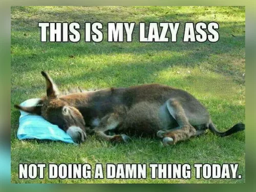 25 Donkey Memes So Funny, You Wonβt Stop Laughing! - Chameleon Memes