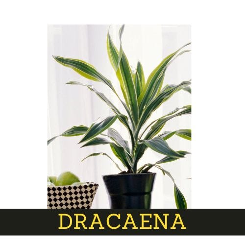7-low-maintenance-interior-plants-easy-to-care-for 6 1*s3h1uDKaJFBdahfZBE0TJw best Interior Designer Thanjavur