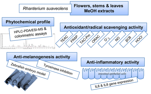 From Traditional Use to Experimental Evidence: Rhanterium suaveolens
