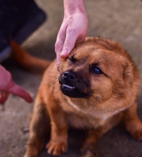 Why Does My Dog Growl At Me? 3 Reasons Why by Ashley Wrentworth Jan, 2024 Medium