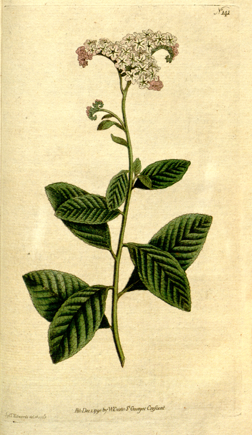 Victorian and Edwardian Perfumery Series: Heliotrope