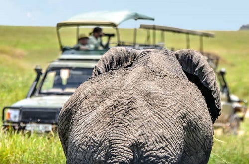 Best days Tanzania safari packages and prices Medium