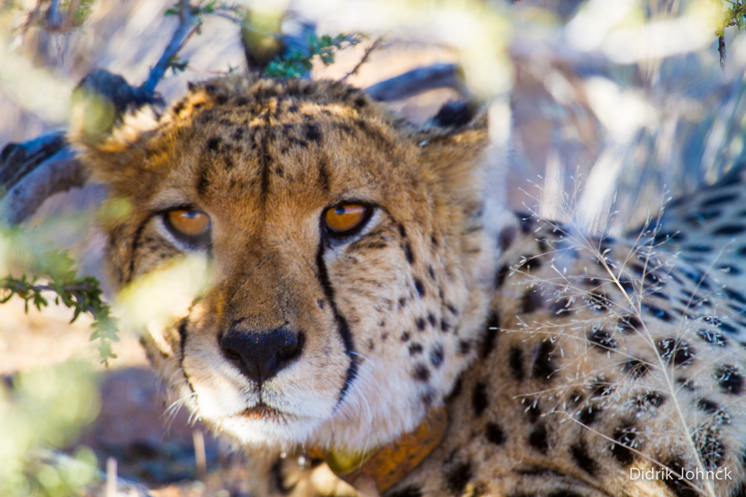 Into Africa. Can BushCats Save the Beasts? | by Richard Bangs | Medium