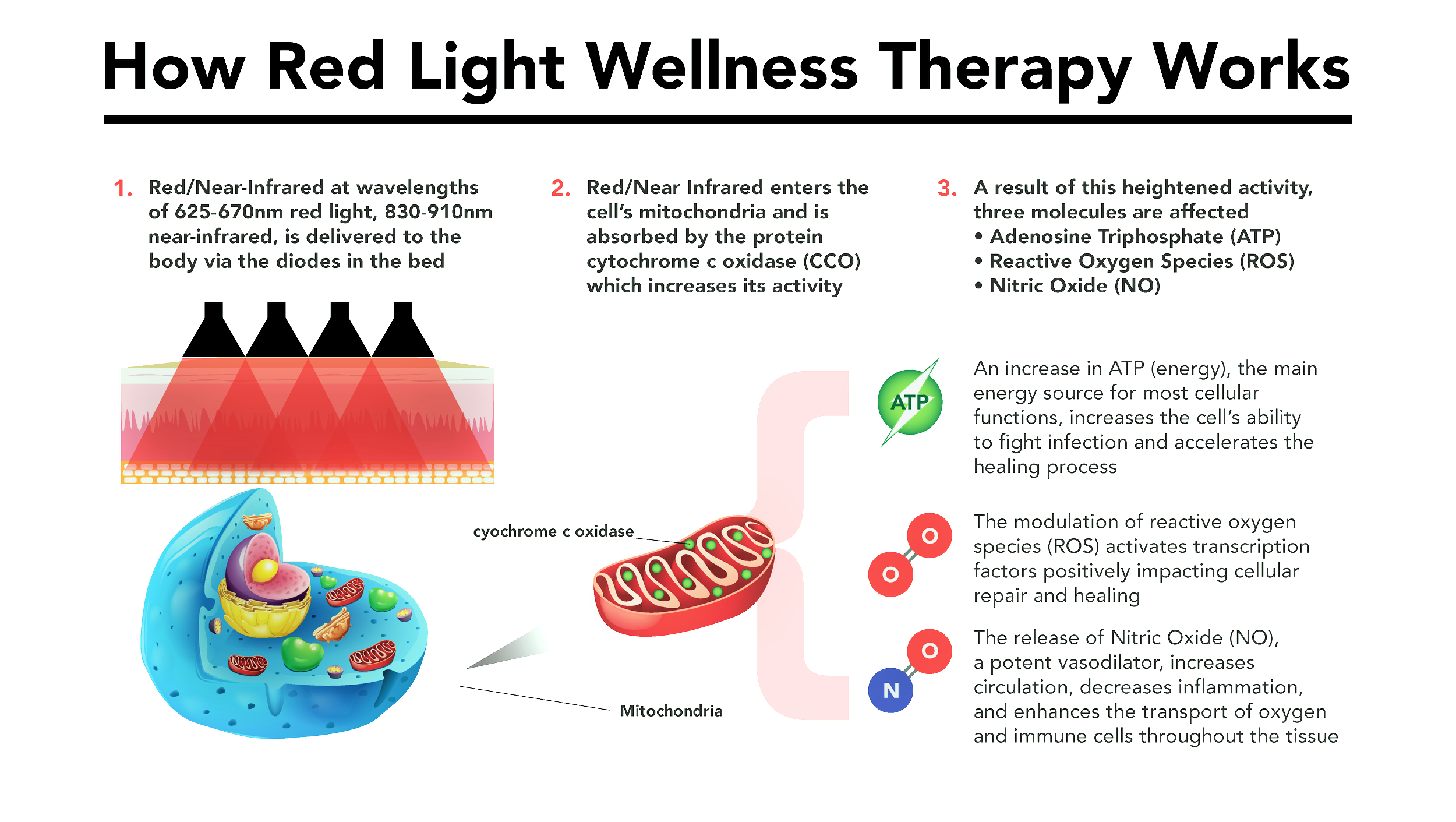 How Fast Does Nitric Oxide Work: Instant Benefits Explained