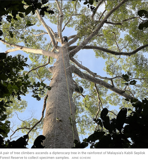 Tall Trees & Aridity