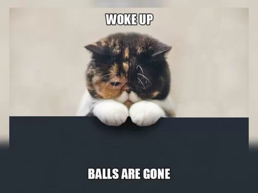 12 Sad Cat Memes That Will Melt Your Heart - Chameleon Memes - Medium