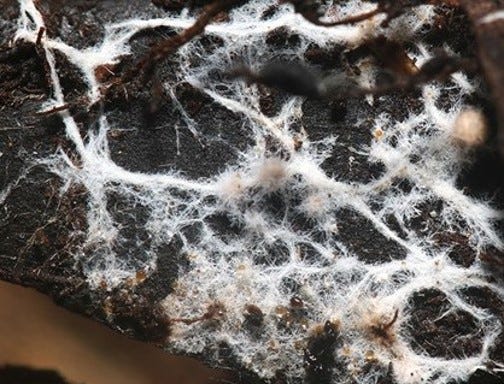 New Developments for Self-Healing Materials with Scores of Applications