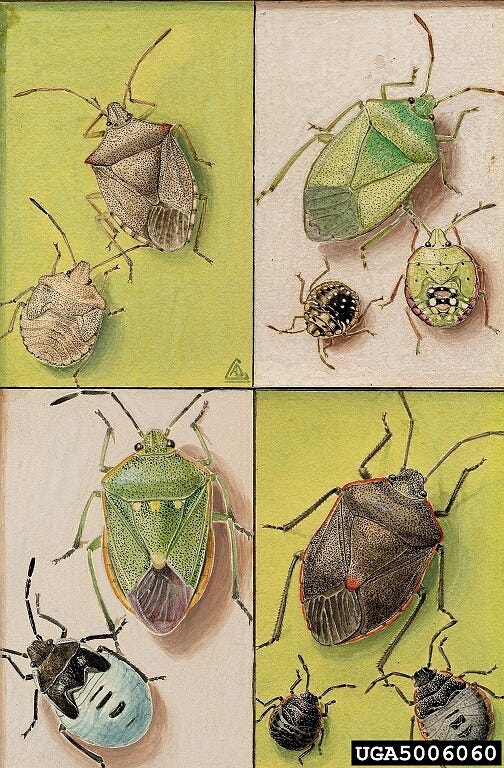 Stink Bugs: A Bad Rap?. The publication of a NYT article titled…, by Joel  Sucher