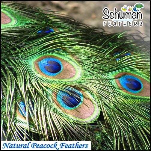 Carnival Feathers – Schuman Feathers