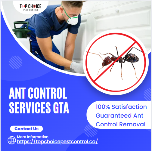 Ant Pest Control Services in GTA Ants Pest Control in Barrie Ant Pest Control Services in near me Best Ant Control in near me Ant Pest Control Services in GTA Ants Control in Barrie Ant Pest Control Services in canada