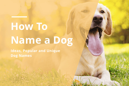 How to Choose a Unique Name for Your Dog, by Petcube