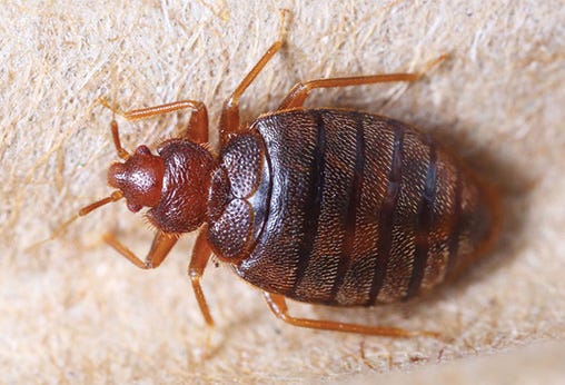 Complete Guide to Bed Bugs Treatment in Navi Mumbai: Expert Solutions from Alliance Pest Control