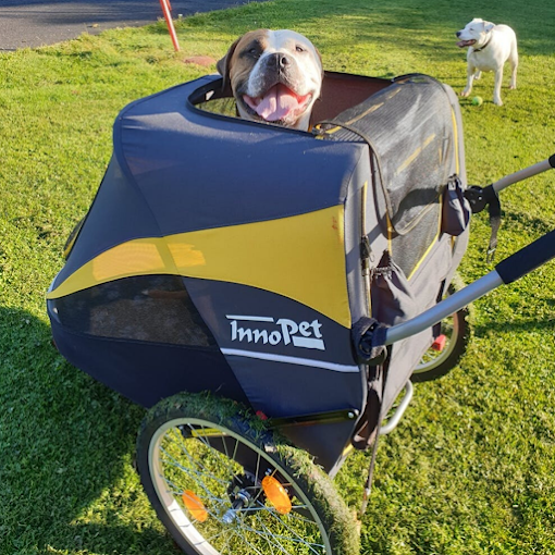 InnoPet Hercules 2.0: The Ultimate Multi-Functional Dog Stroller and Bike  Trailer (2023) | by Silver Circle Pets | Jul, 2023 | Medium