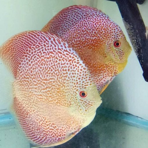 Buy Aquarium Tanks, Freshwater Fish and Saltwater Fish Online/ Whatsapp