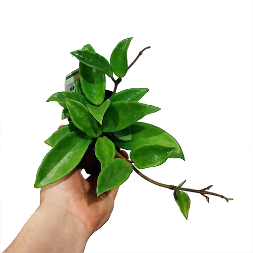 Dive into the Mesmerising Varieties of Hoya Plants by