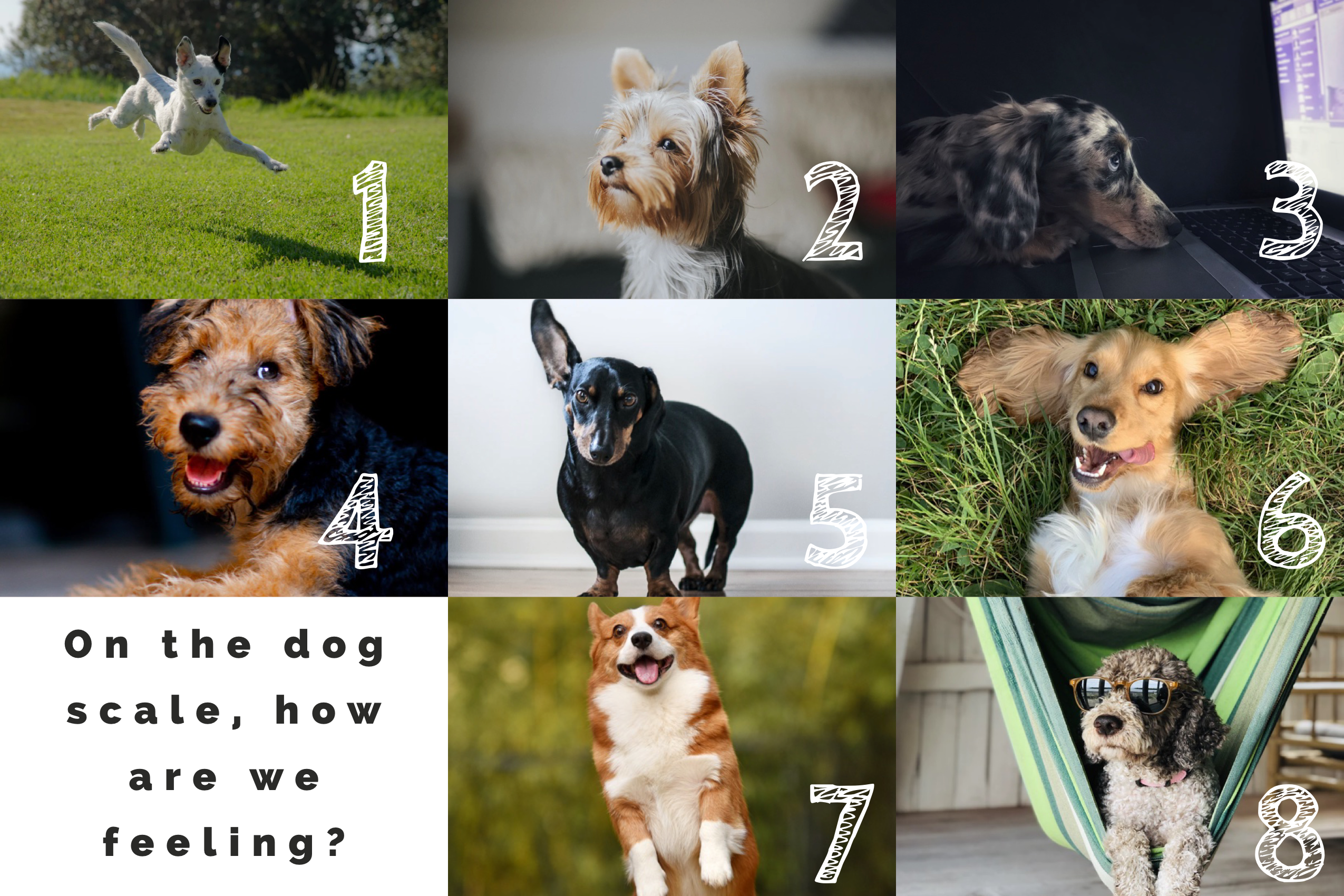 On A Dog Scale, How Are You Feeling?, by Violet May