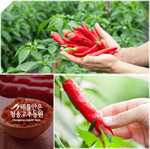 East Asian clade peppers Korean gochu and Sichuan erjintiao by