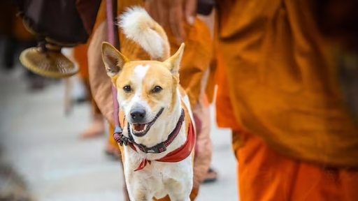 Aloka Dog: Cahaya yang Tidak Padam Meski Pernah Jatuh