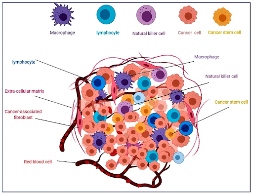 Can the Arrangement of Cells Tell Us Something About Cancer?