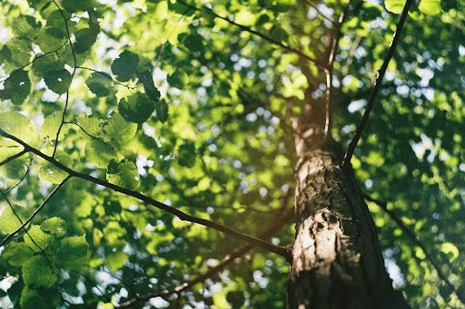 Feeling Drained by Life’s Choices? How Hybrid Adaptation Can Help You Borrow Strengths and Thrive