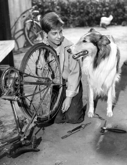 Here's What Happened to Lassie and co-star Jon Provost