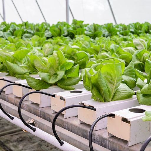 Temperature Control for Optimal Hydroponic Growth The Importance of