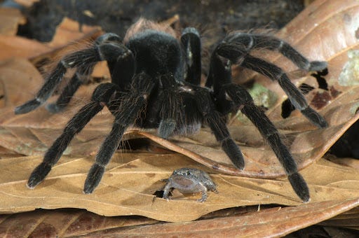 A tarantula with a dotted humming frog or a Chiasmocleis Ventrimaculata