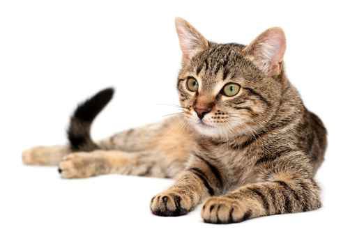 Sfaturi privind alimentatia pisicilor din rasa Ragdoll | by Cuvinte ...