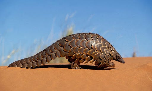 Making Everyday Items Better with Biomimetics: The Pangolin Backpack ...