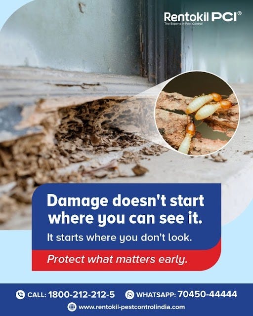 Best Summer Pest Control Guide to Avoid Termite Infestation