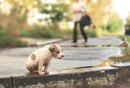 Bichos de estimação são capazes de sentir quando o dono está doente?