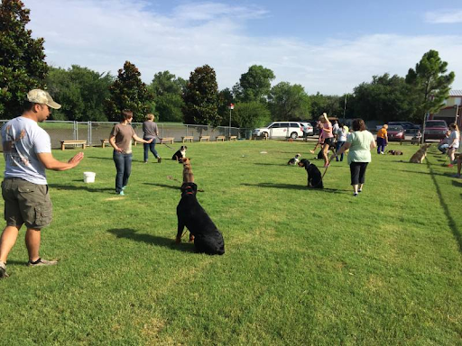 Canine Connection: The Social Benefits of Group Dog Training Classes
