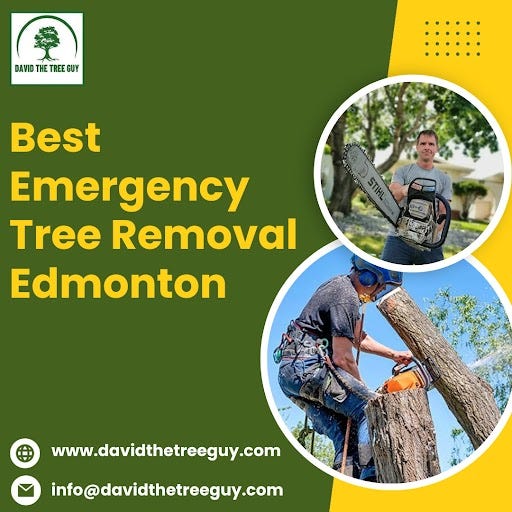 Best Emergency Tree Removal Edmonton David The Tree Guy Medium