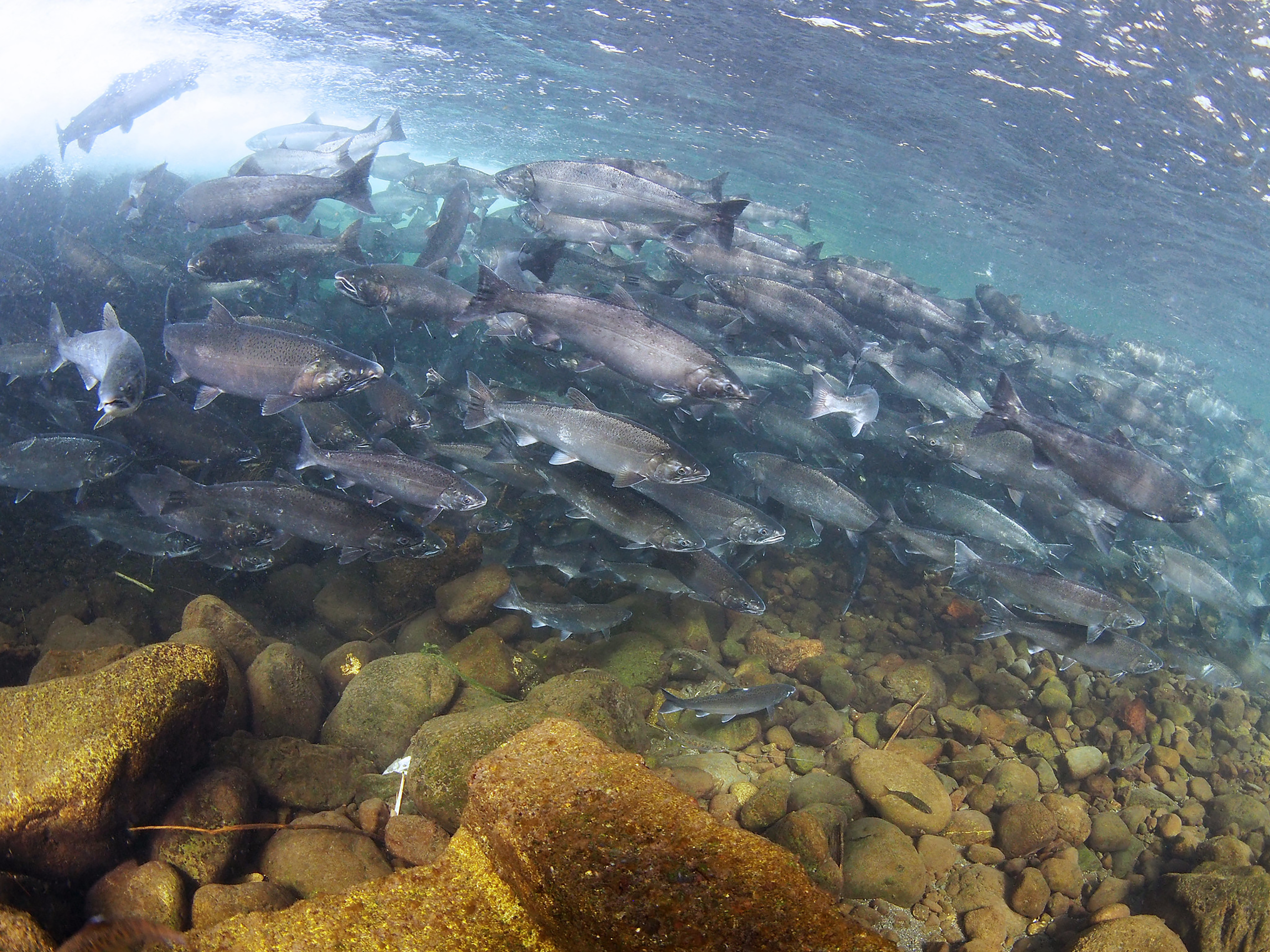 The Struggle to Save Pacific Salmon