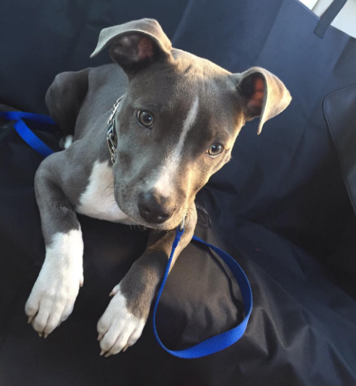 Safe Ride With Dog Seat Belts. Practically all canine safety belts are