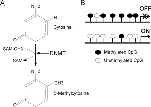 What Exactly is Methylation? Sticky Notes in Our DNA