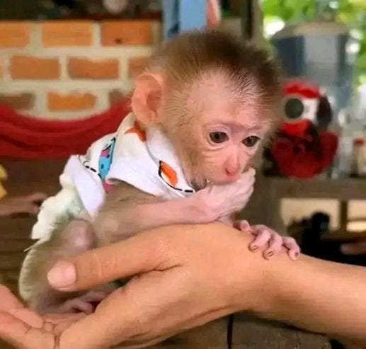 Baby pigtail Monkey For Sale