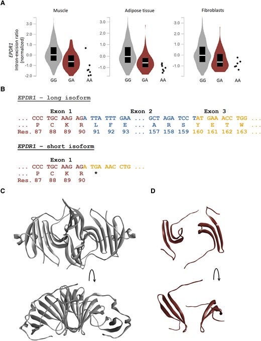 This figure shows that a Neanderthal-derived genetic variant alters how the EPDR1 gene is spliced in several tissues, producing a shortened protein and potentially affecting its normal structure and function (Richard Ågren et al., 2023)